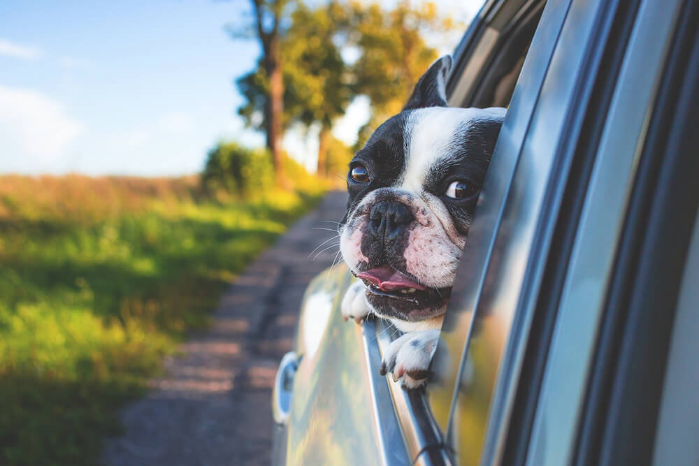 Tips for a Safe Road Trip with Your Pet